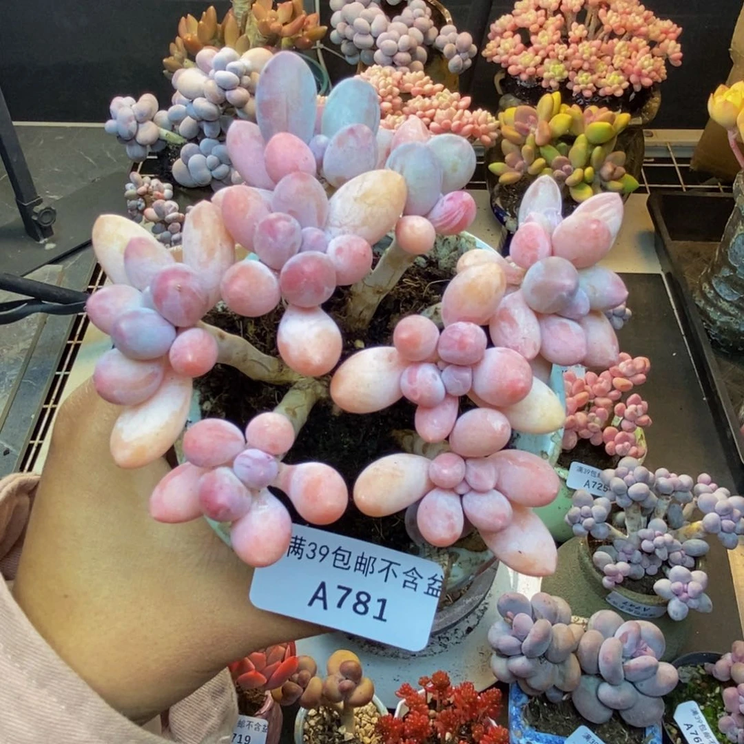 781香水手指奶多肉9c m