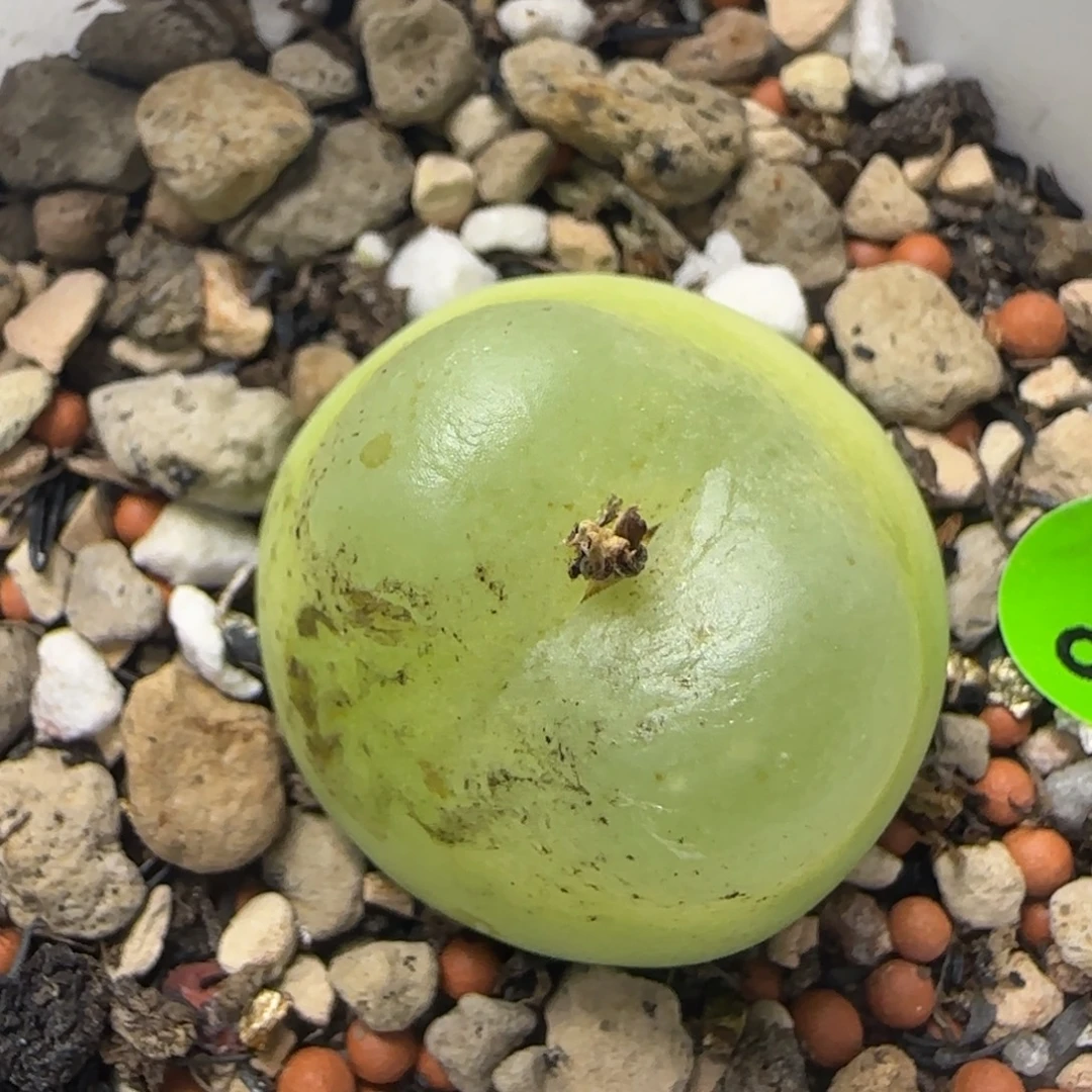 拉登2.5福利多肉942