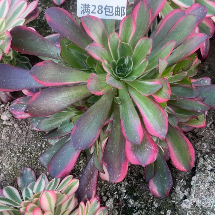 866二号任何不知道名H