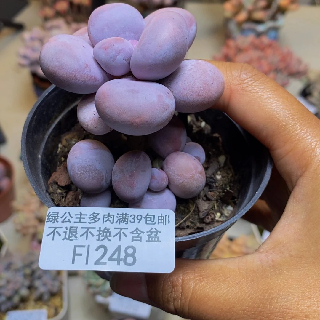 248芭比奶多肉6c m
