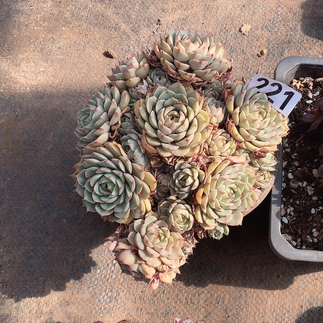 221笨巴蒂斯 一物一拍多肉