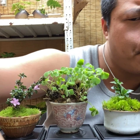 红陶一物一拍所见即所得72