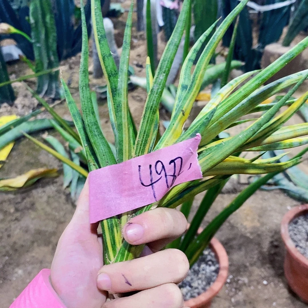 关***耳4982虎皮兰一颗11111