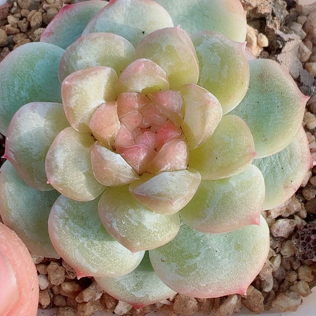 553哈哈哈哈哈哈哈哈