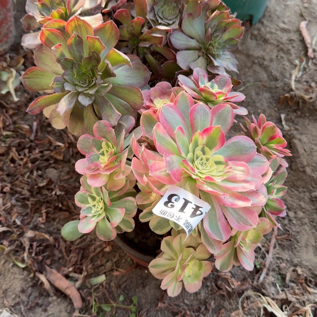 17-30法师玉滋 斑斓1413