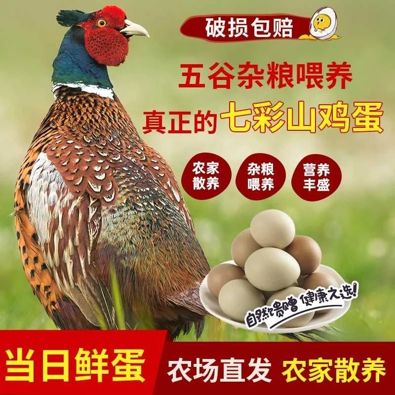 新鲜营养七彩山鸡蛋农家五谷杂粮喂养现捡现发30/60枚