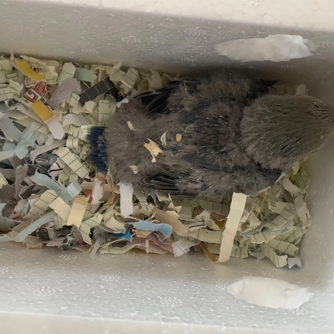 桃脸紫罗兰牡丹一只