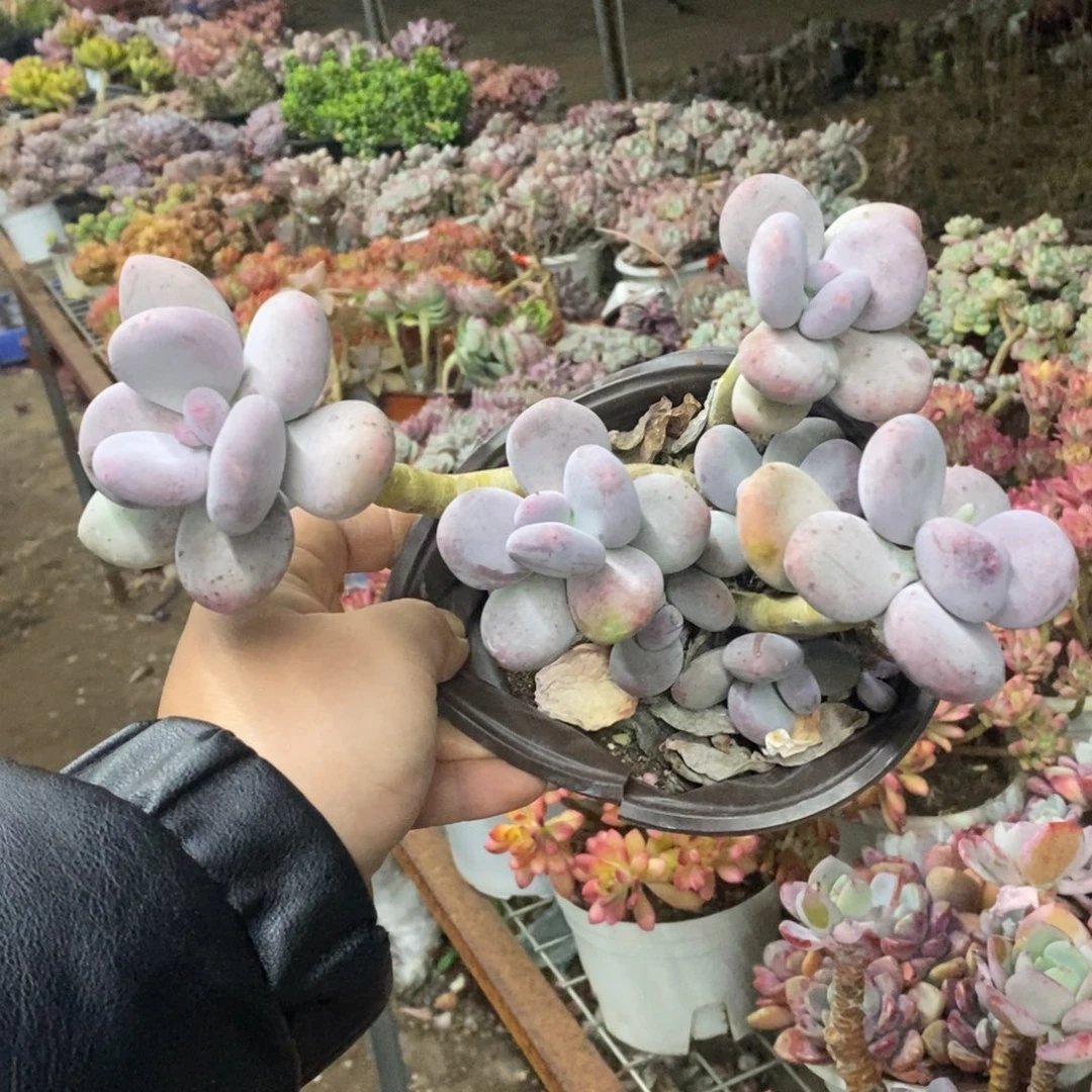 橙雪球三头起发老桩