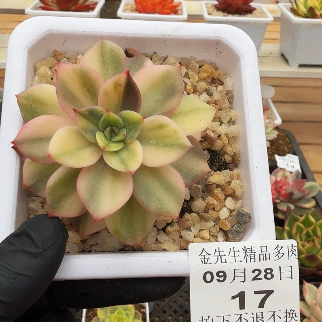 0928-17东云花脸锦