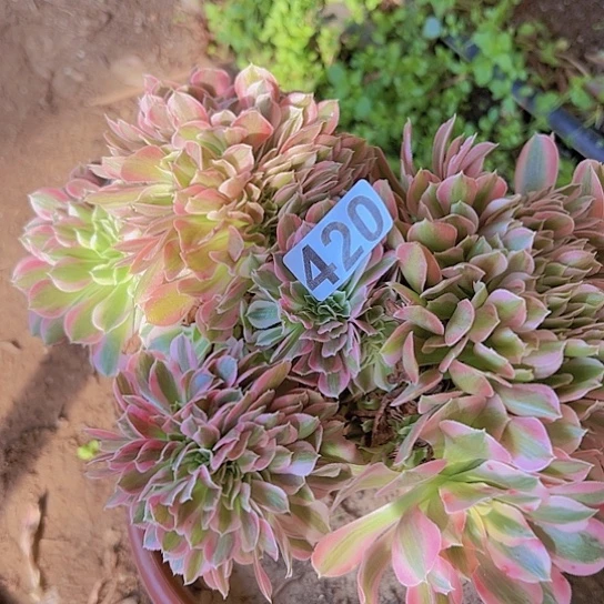 霞***姐多肉植物一个女郎