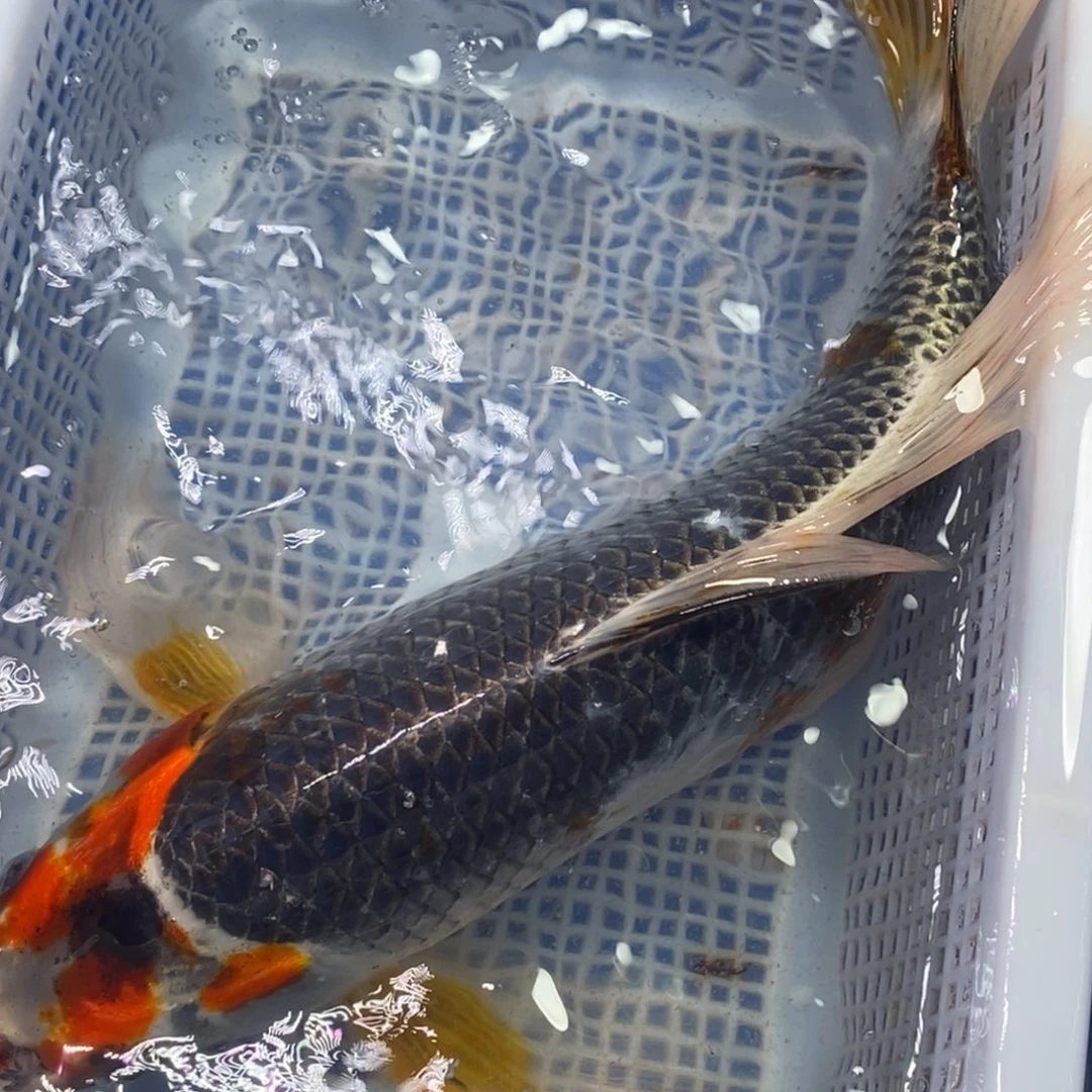 锦鲤冷水锦鲤包邮