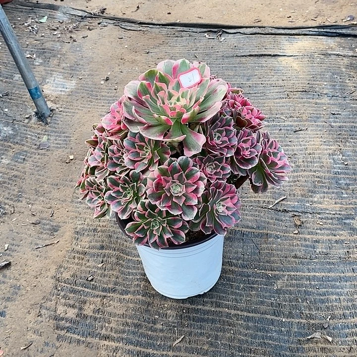 21，粉女郎1467899000000