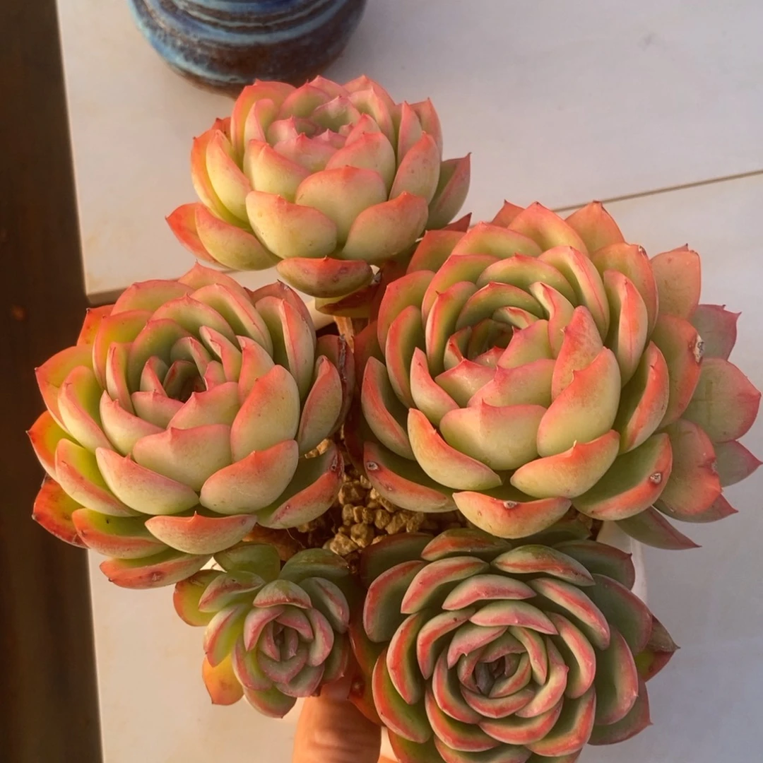 晨露多肉多肉多肉多肉有砍