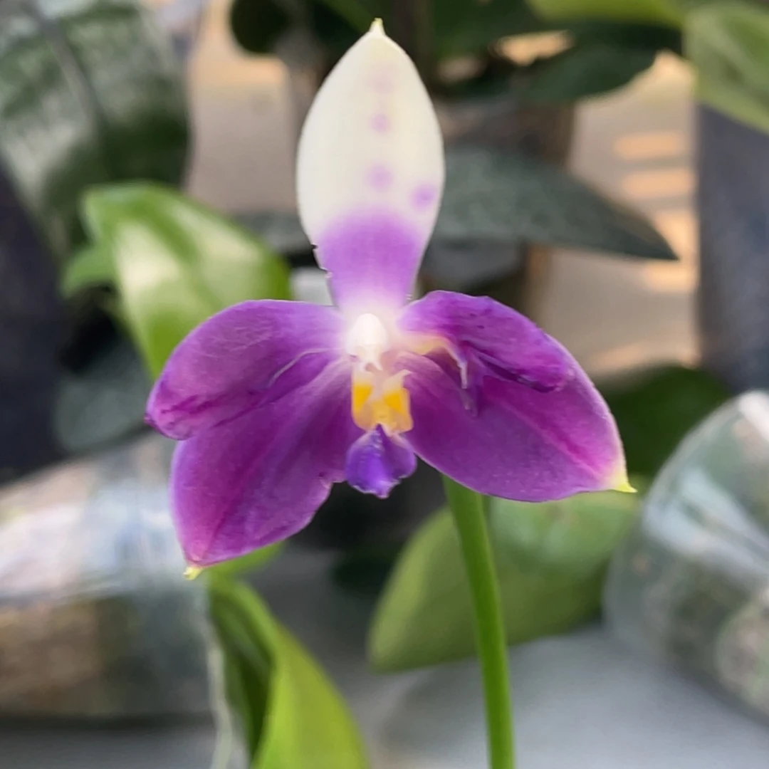 完全开放珍妮佛兄弟交