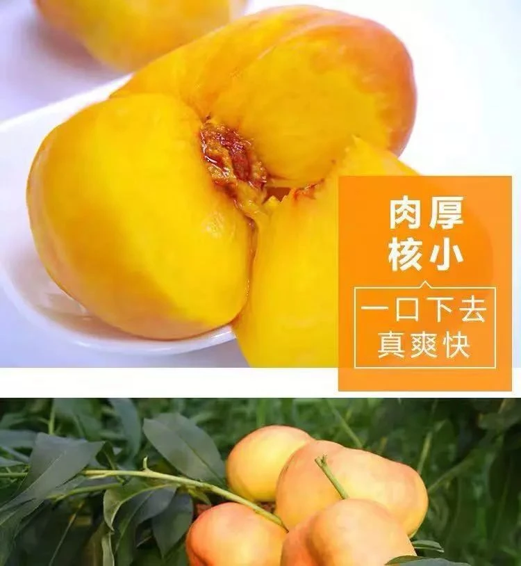 山东蒙阴彩虹油蟠桃现摘现发甜嫩多汁新鲜应季水果
