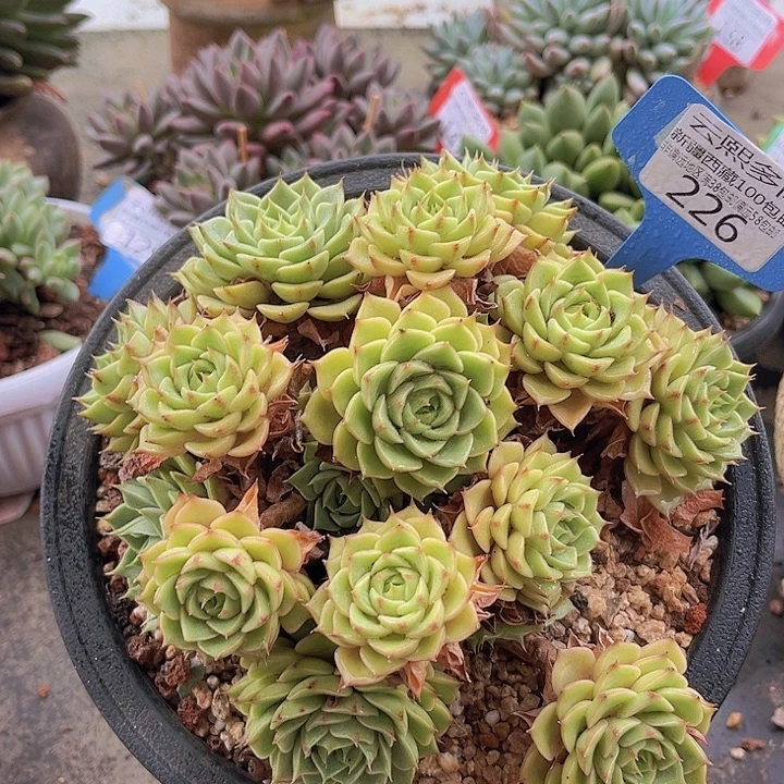 226笨吧。   吧吧。