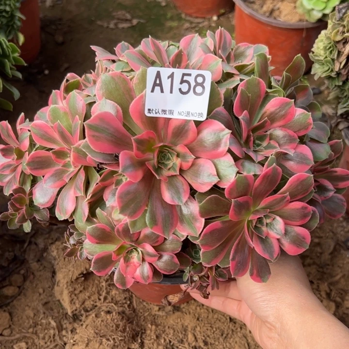 女妖砍头桩150多肉植物