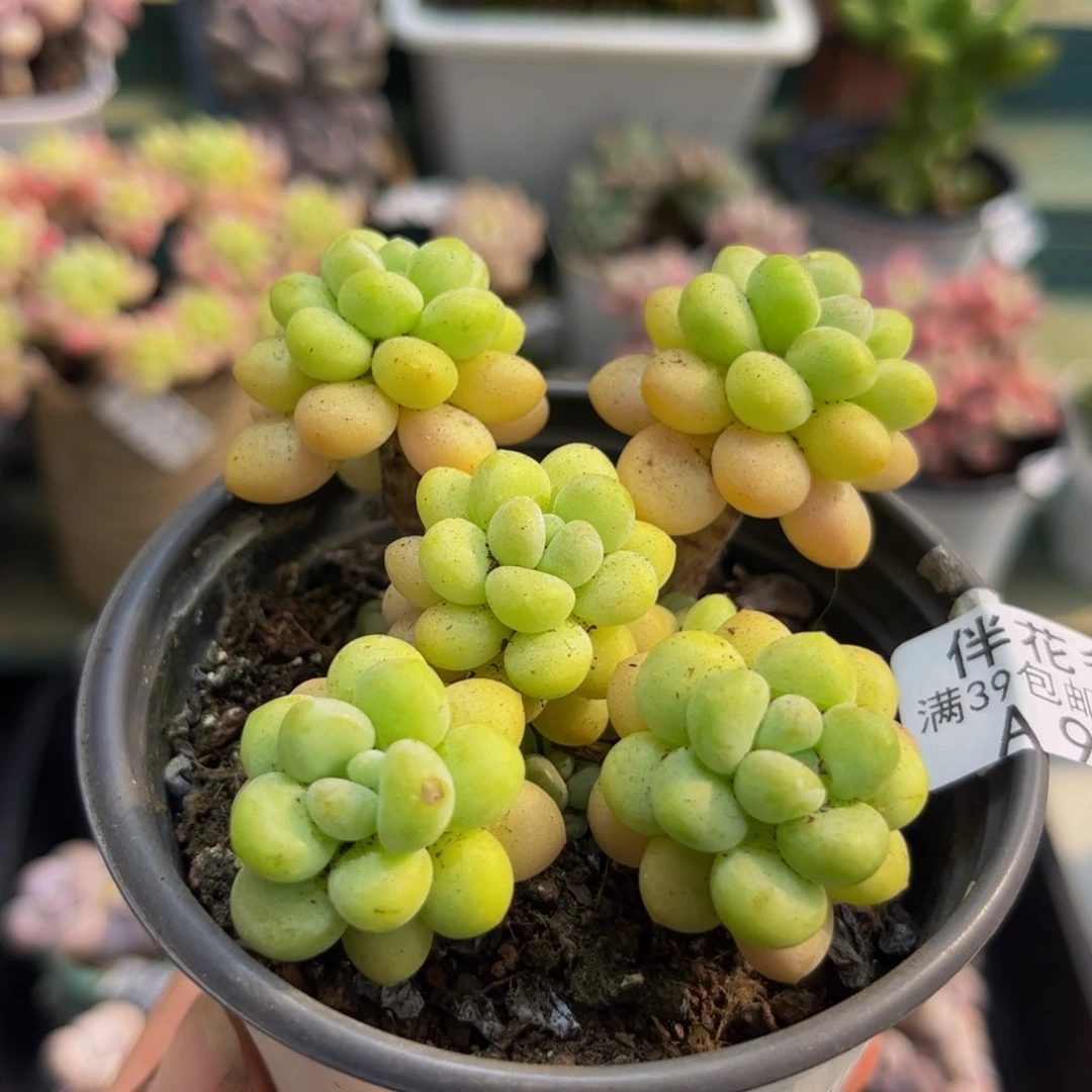 938洛可可6cm多肉