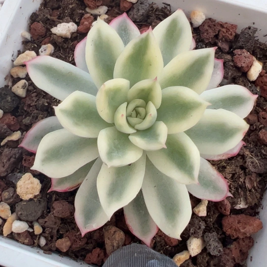 新圣骑兵锦，覆轮锦。