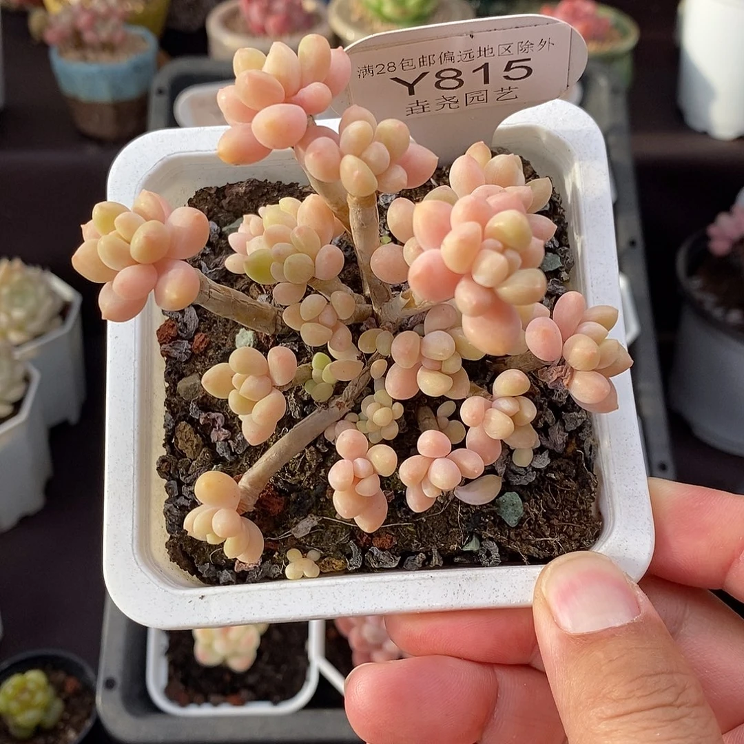 0815  奶酪蛋糕 8cm