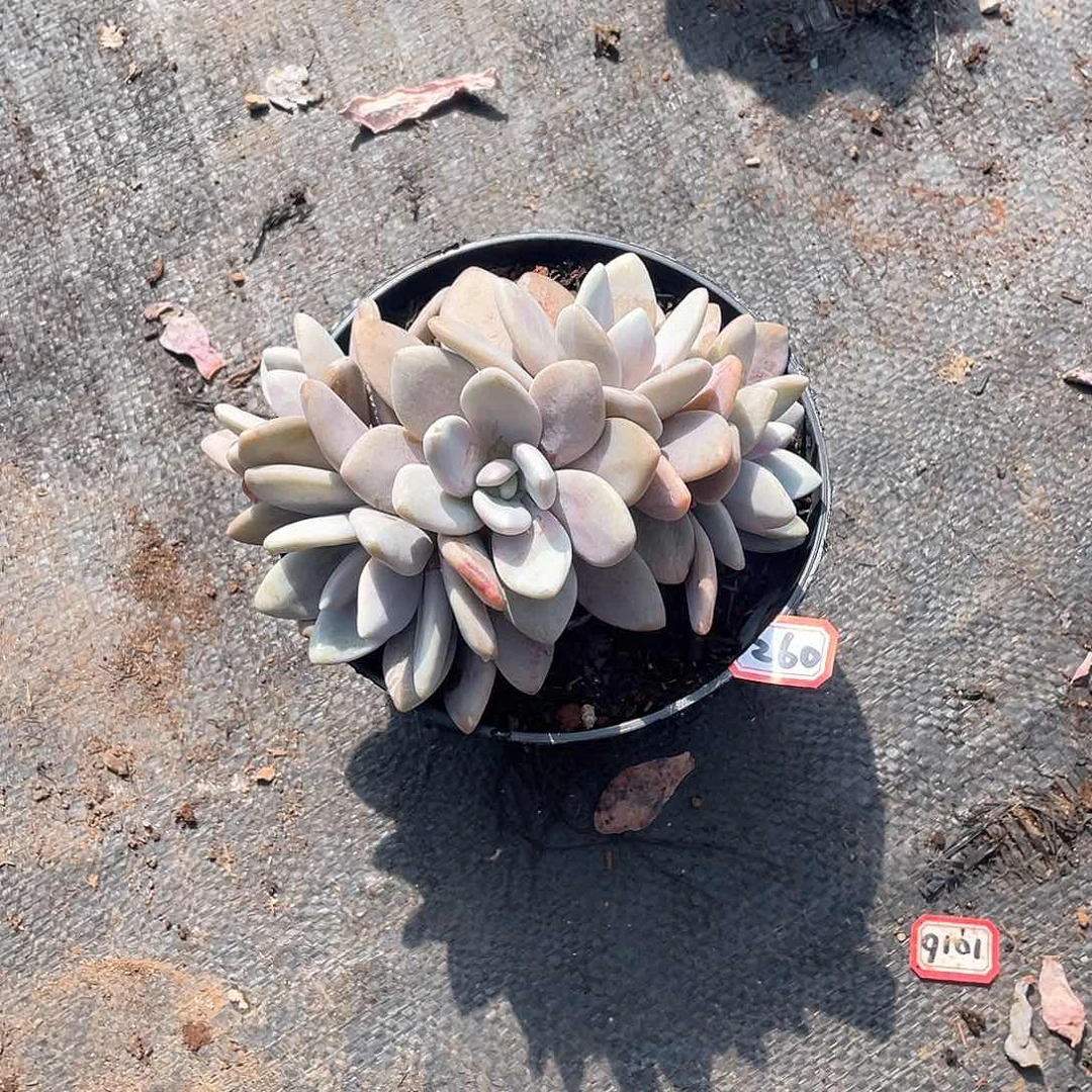 260粉兔 一物一拍多肉