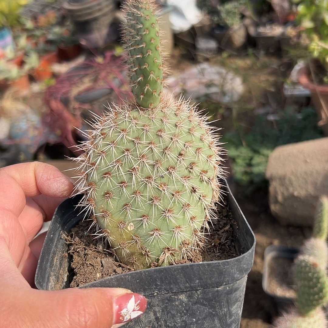 多肉植物野狐仙人掌