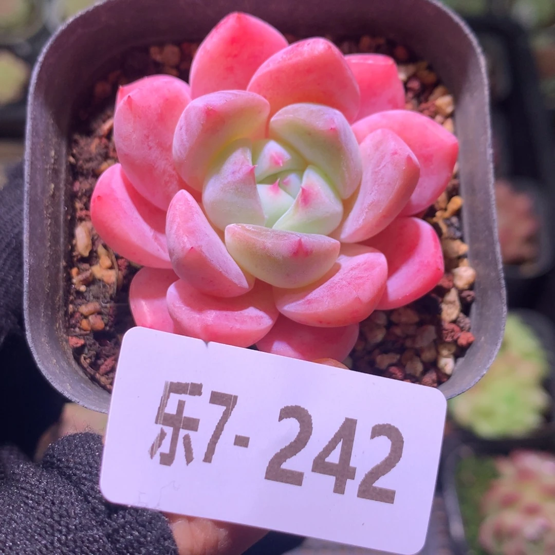 乐然 7-242 冰糖