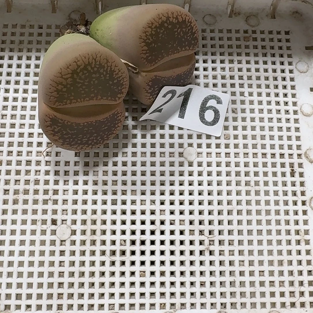 生石花一物一拍216