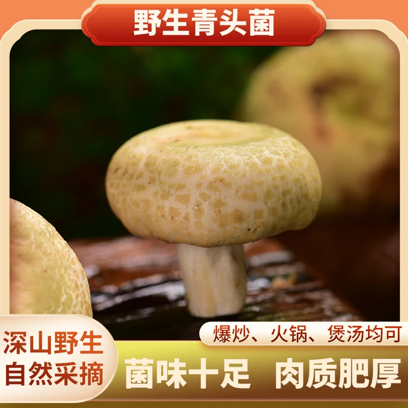 野生青头菌云南野生菌山珍菌子蘑菇特产炒菜煲汤火锅食材