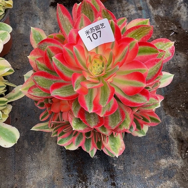 过*107多肉植物的生长