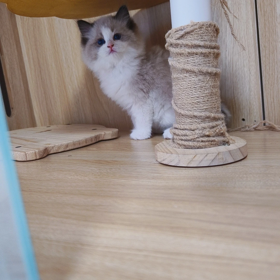 2个月海双色弟弟布偶猫