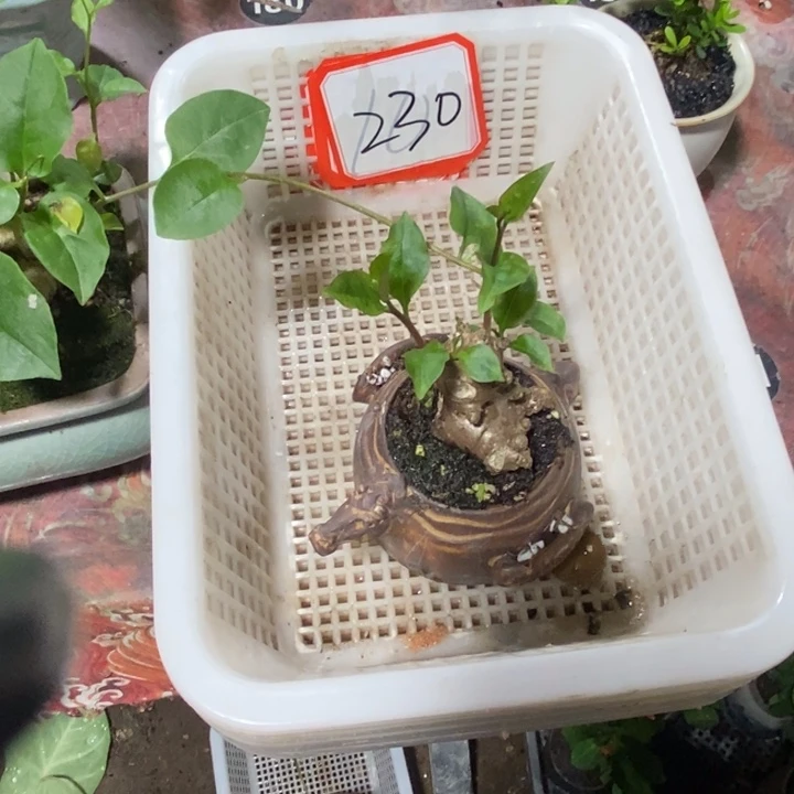 用***2无花朵退款拉黑拉黑230