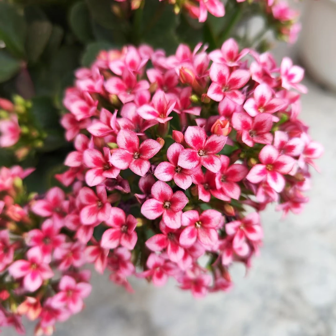 水彩～130盆【满两颗包邮】稀有单瓣长寿室内盆栽花卉