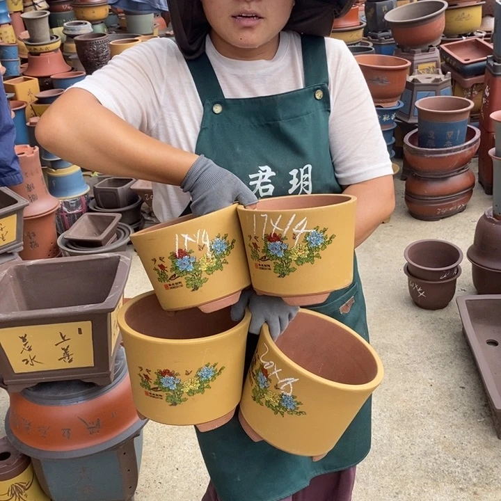 紫砂花盆盆栽花卉苗木种植