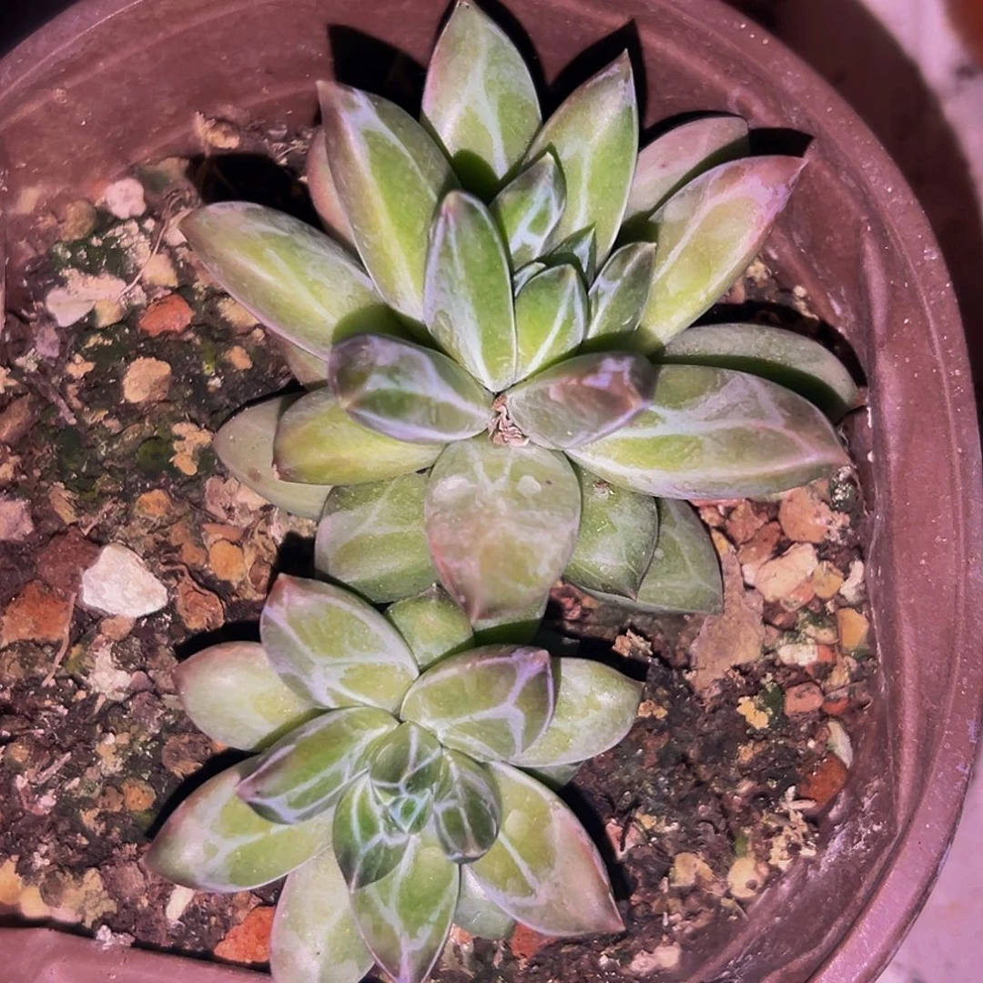 桔云多肉美人精品系列