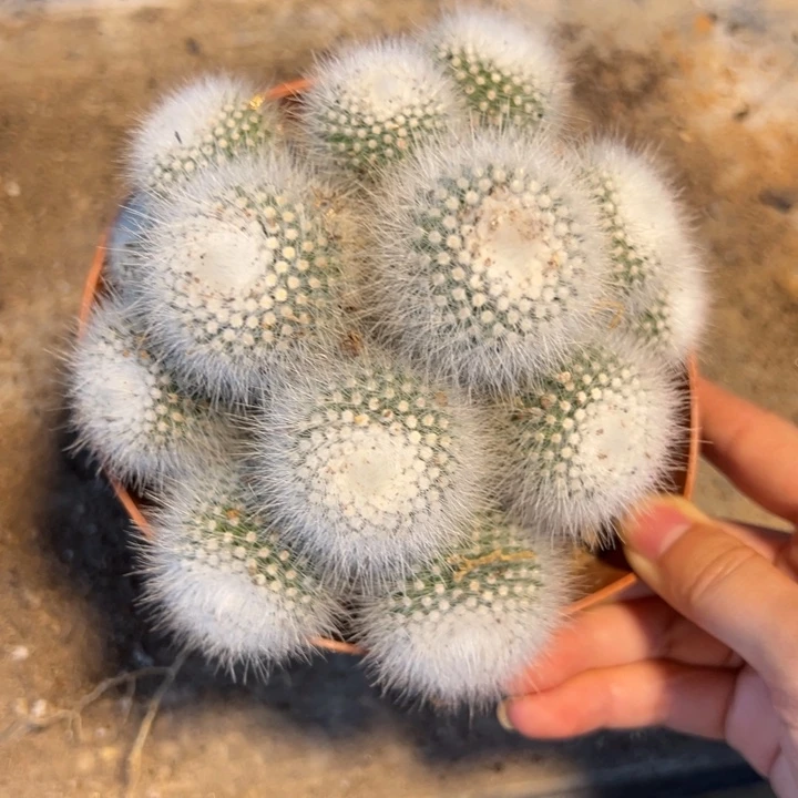 飞***       恭喜发财。