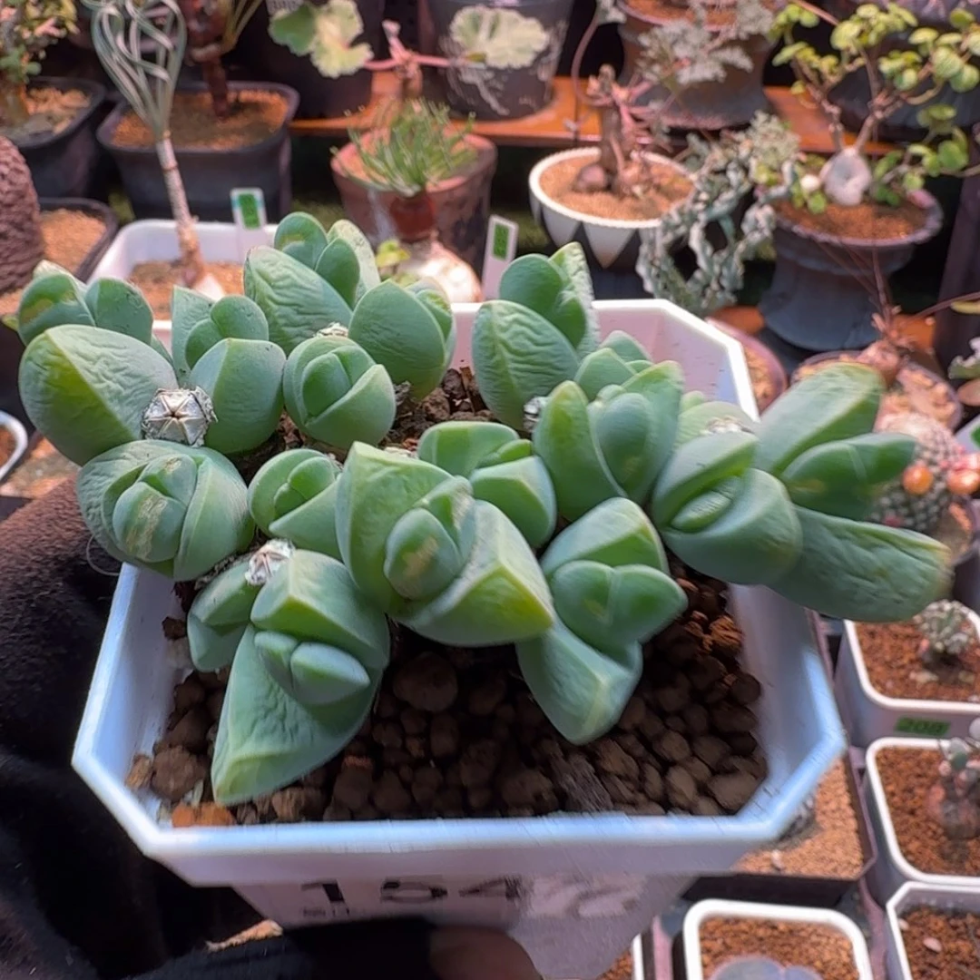 澡玲玉1541 仙人球