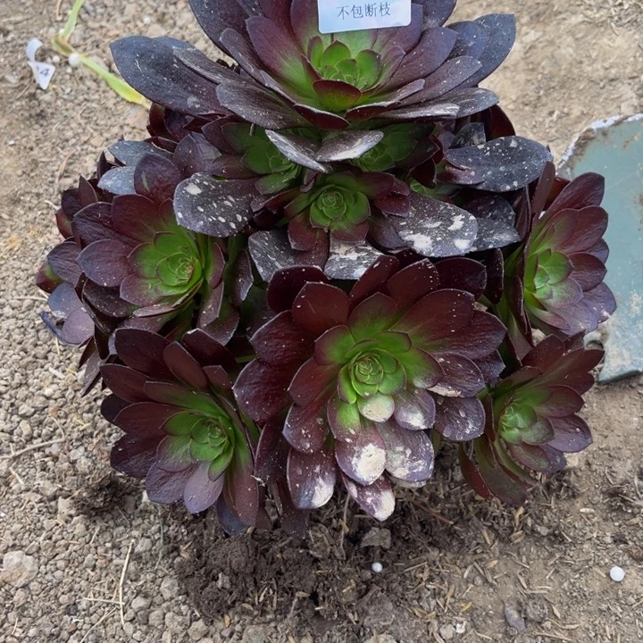 281赤炎链量多肉法师不包断枝