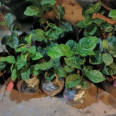 无花朵红灯金弹子嫁接