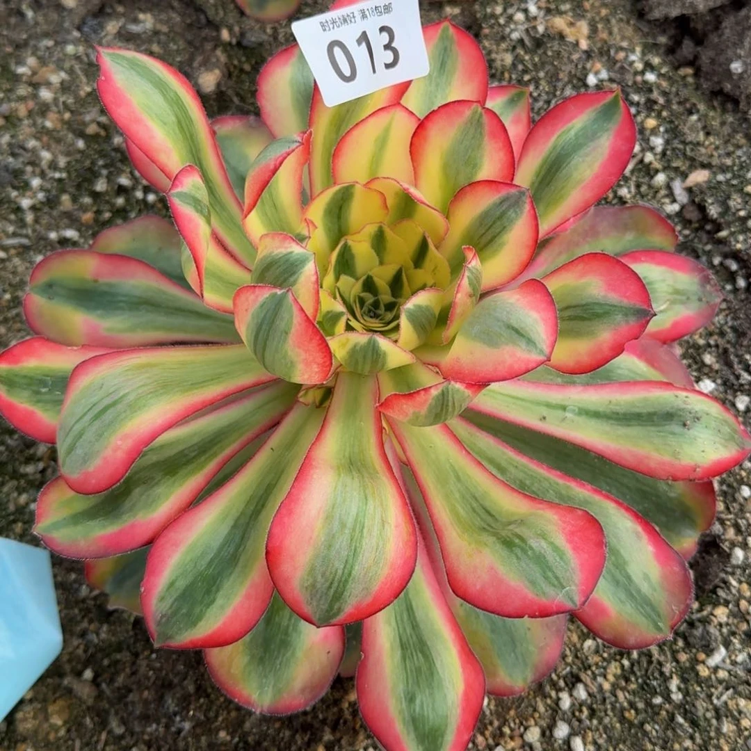 013爱丽丝，14个小侧芽 多肉植物