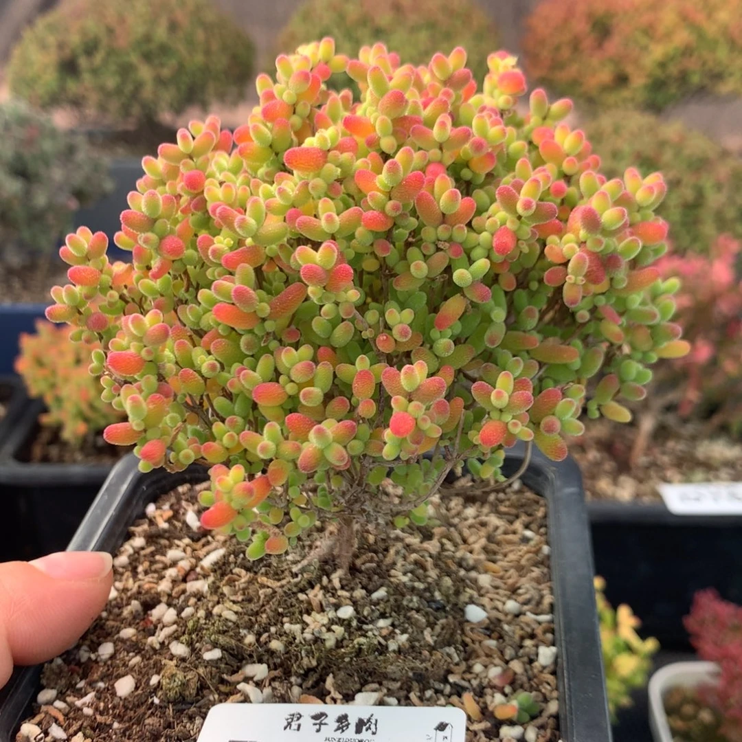 171蜜橘糖球