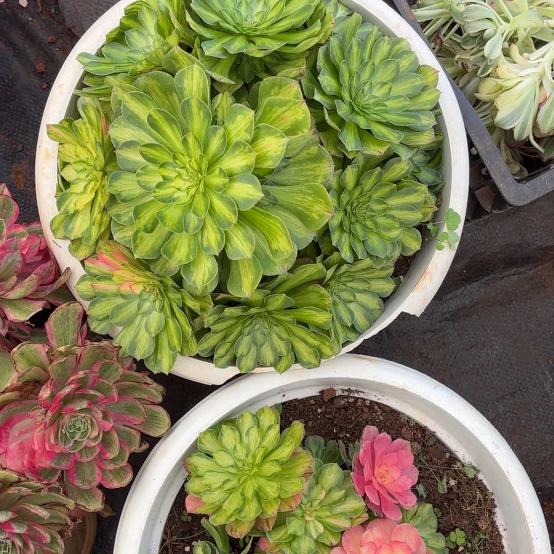 云南多肉植物知否