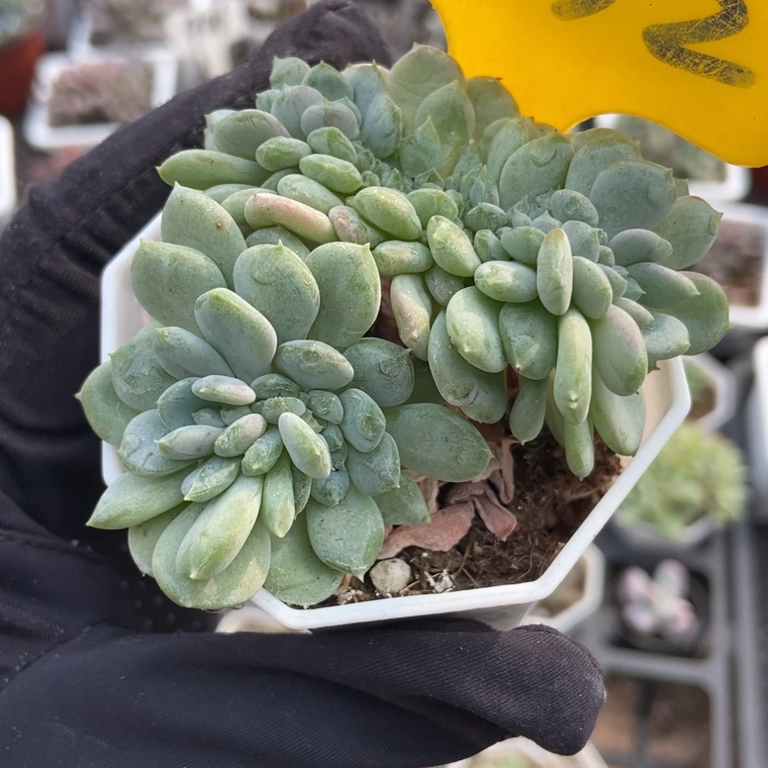 932粉珍妮缀多肉植物