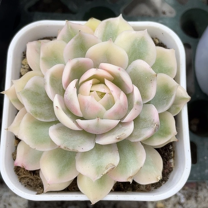 昂斯诺白锦一物一拍