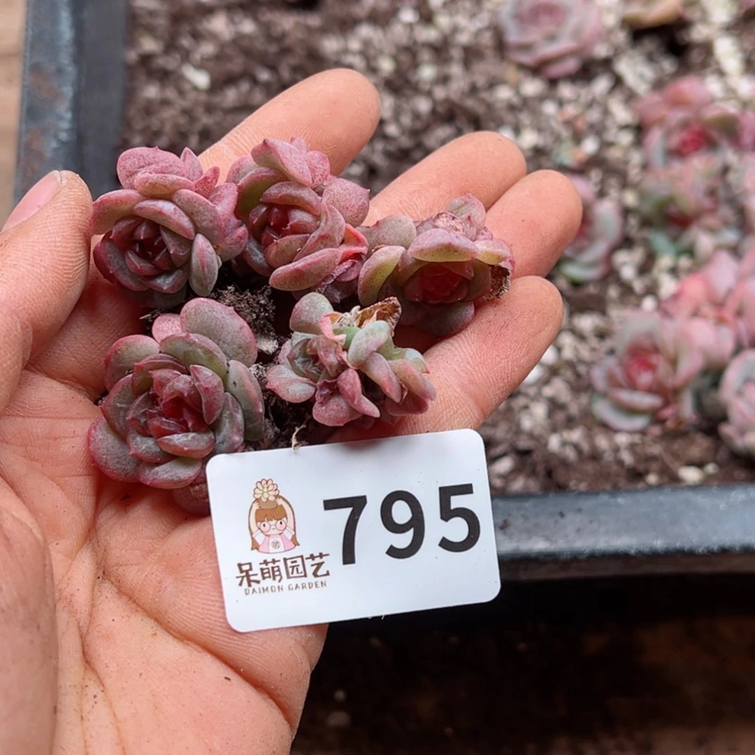 漫**际多肉植物多肉植物