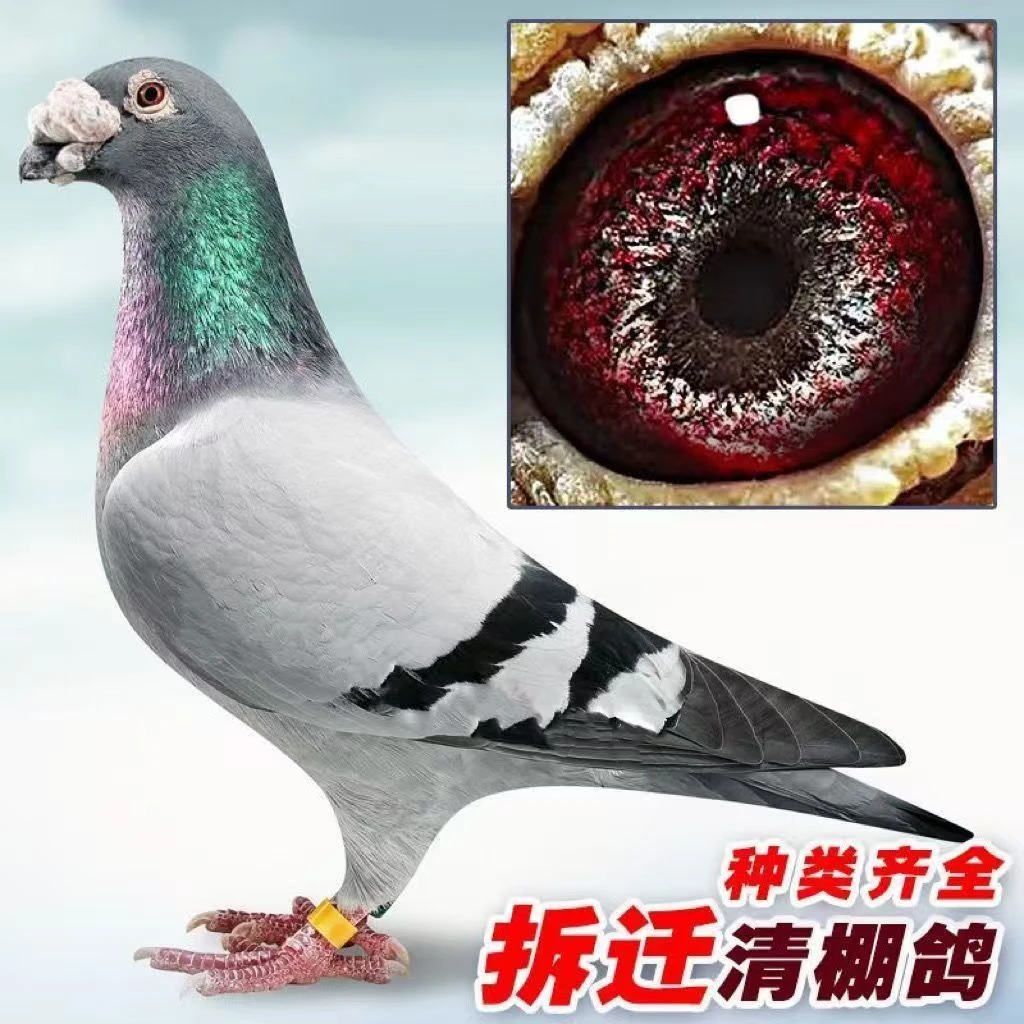 信鸽成绩鸽比利时原环信鸽足环