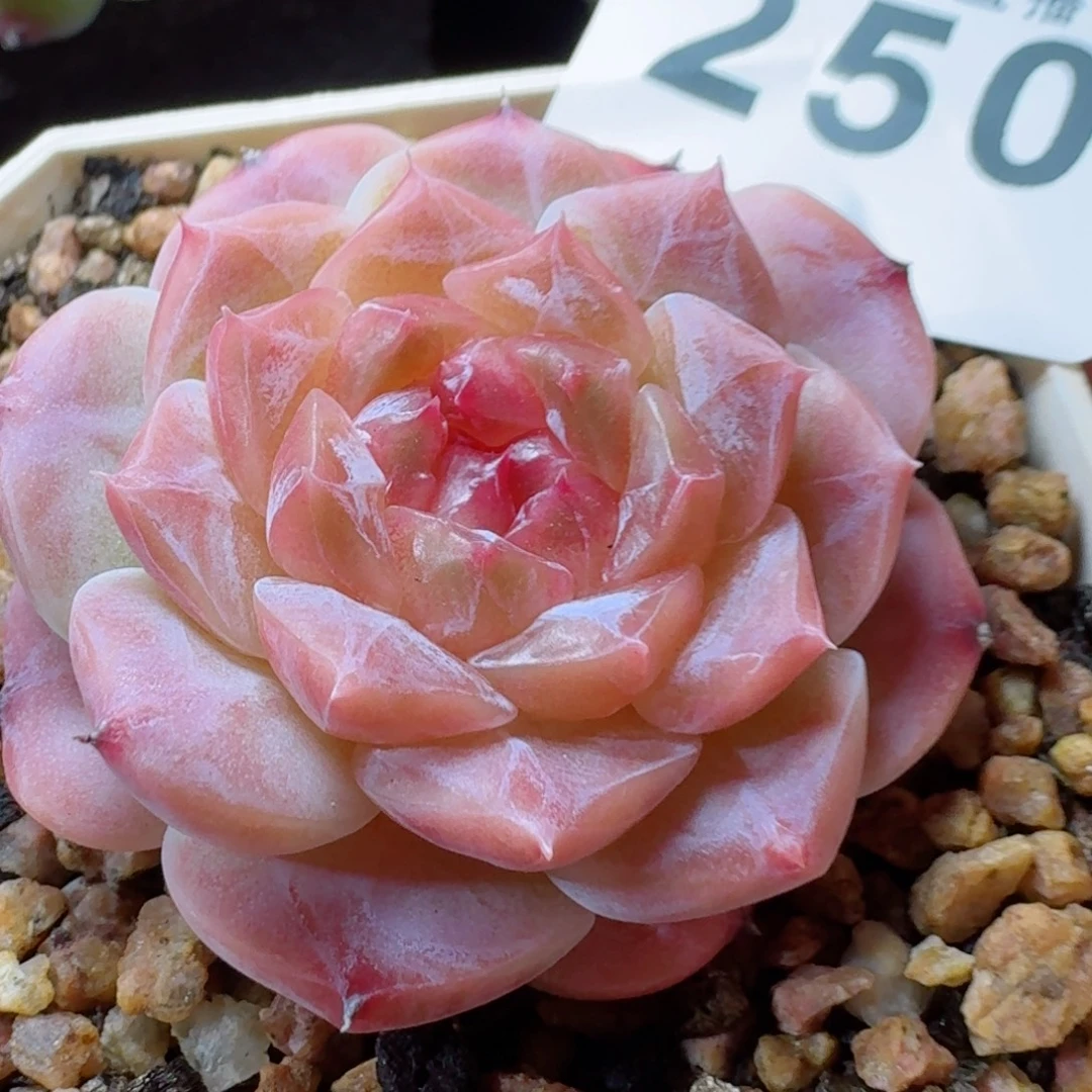 秘境冰魄      愿你一路坦途，乘风破浪展宏图