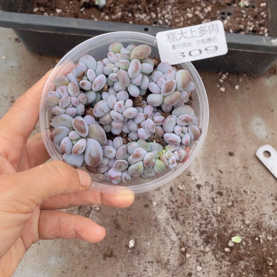 糕大上多肉植物309