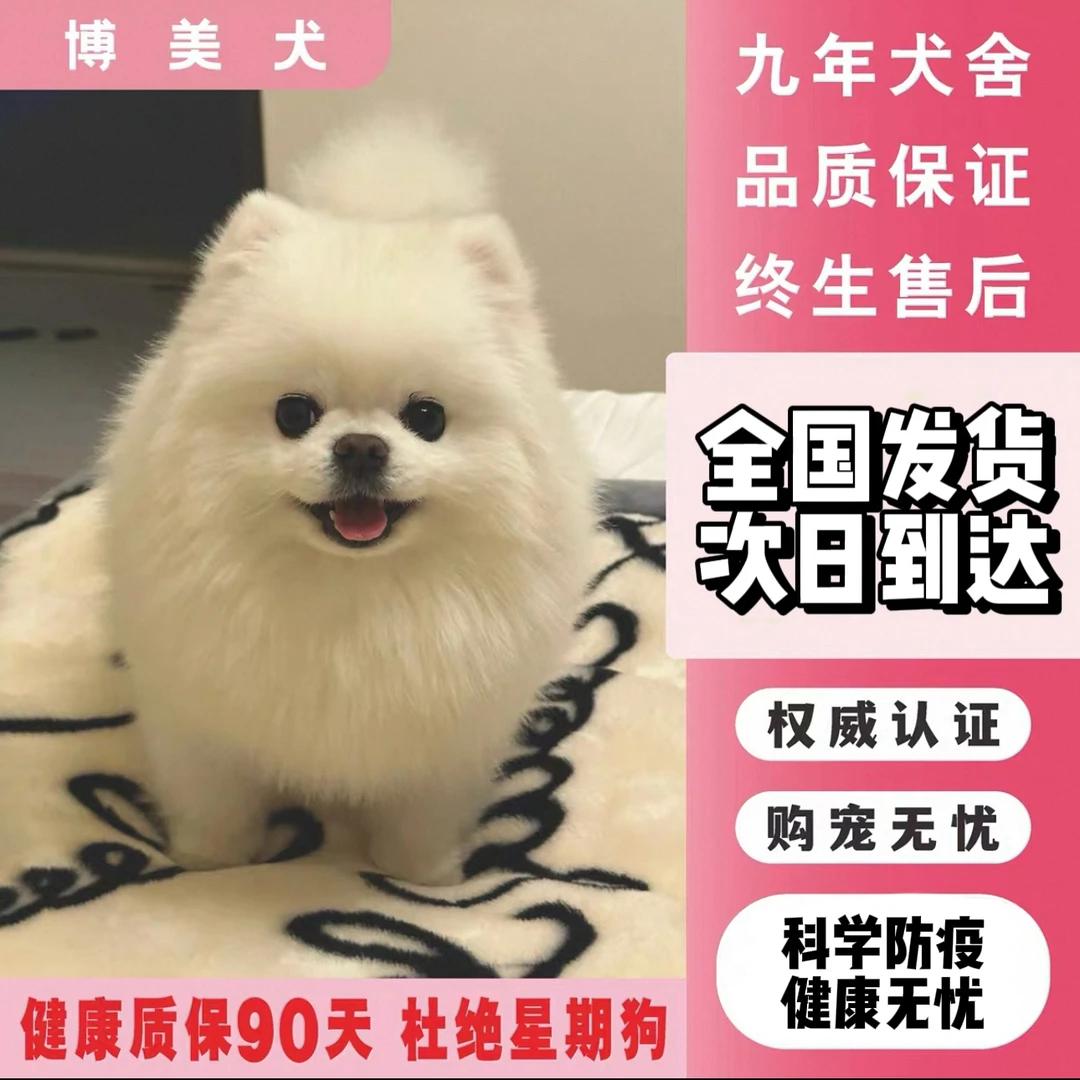 纯种博美幼犬茶杯犬小体犬 萌