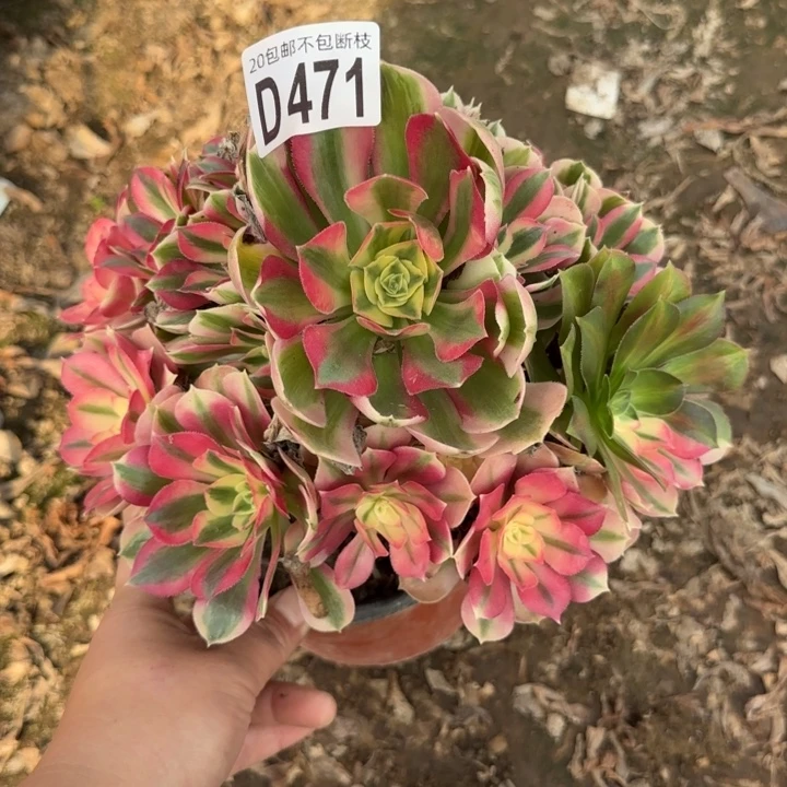 女巫……多肉植物……